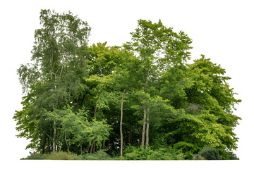 Fototapeta premium Lush green forest trees isolated on transparent background