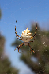 Spider argiope lobata waiting in its web under blue sky