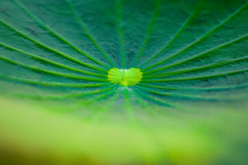 Background Series : The texture of fresh lotus leaf. Beautiful of tropical leaves. A green lotus leaves in the garden.