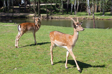 Two young deer in a sunlit forest in a park. Spring sunny day.