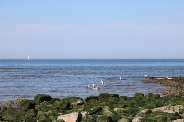 Idylle am Meer mit Steinen und M&ouml;wen im Wasser