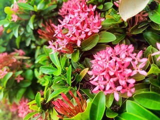 Needle flower, flower, photo, pink, beauty, decoration, close up