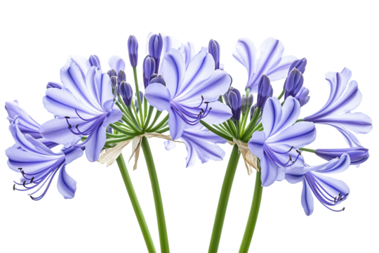 High-resolution Agapanthus flower cluster PNG cutout with transparent background for versatile botanical design overlays, wedding invitations, and spring-themed graphic projects