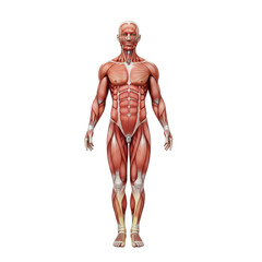 Detailed Anatomical Illustration of Male Muscular System Front View Red and White Hues isolated on a transparent background