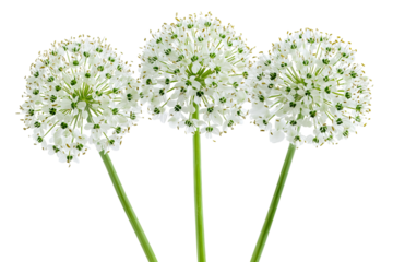 High-resolution PNG cutout of purple Allium flower cluster on transparent background for versatile botanical design overlays, wedding invitations, and spring-themed graphic projects