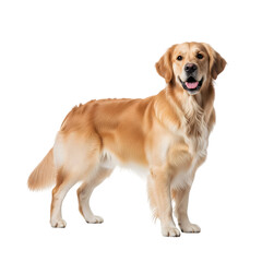 Obraz premium A stunning golden retriever dog portrait against a black background