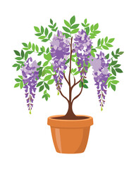  Blooming Wisteria Tree in Terra Pot