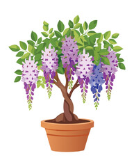 Wisteria Bonsai Tree in Pot