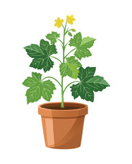 Squash Plant with Yellow Blooms