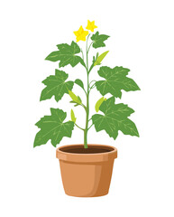 Healthy Squash Plant in Pot