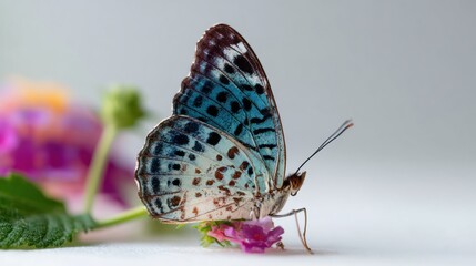 A blue and brown butterfly perched delicately on a pink flower with blurred floral background