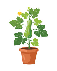 Growing Marrow Plant in Clay Pot