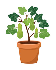 Squash Vegetable Potted Plant