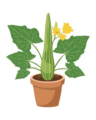 Long Gourd Plant Growing in Pot