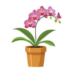 Pink Orchid in Terracotta Pot