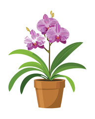 Purple Orchid Flower in Pot