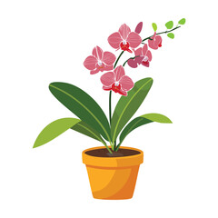 Elegant Blooming Potted Phalaenopsis Orchid