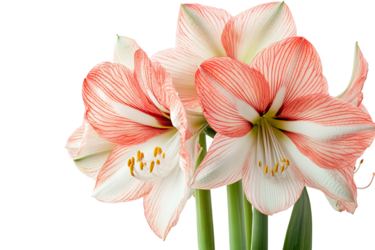 High-resolution Amaryllis flower bloom PNG cutout isolated on transparent background for seamless botanical design and floral graphic overlays