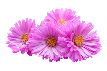 Fototapeta premium High-resolution aster flower cluster PNG cutout on transparent background for seamless botanical design overlays and floral graphic compositions