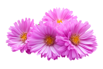 High-resolution aster flower cluster PNG cutout on transparent background for seamless botanical design overlays and floral graphic compositions