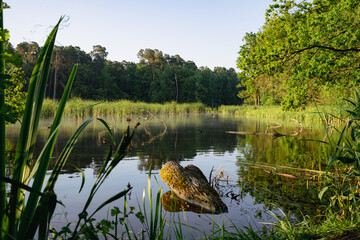 summer tree lake placid