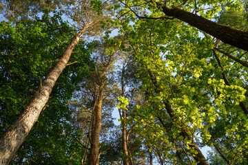 Fototapeta premium Summer tree crown