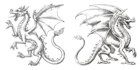 Heraldic Dragons in Vintage Engraving Style isolated on Transparent Background perfect for Fantasy and Coat of Arms Illustration