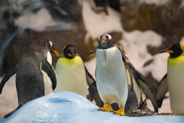 penguins walk in a crowd on the ice.
