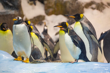 penguins walk in a crowd on the ice.