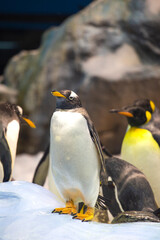Fototapeta premium penguins walk in a crowd on the ice.