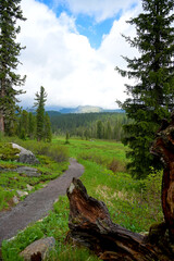 Summer mountain landscape in Ergaki, Siberia, with rolling hills, pine forest, and blooming yellow...