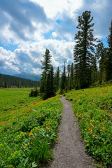 Summer mountain landscape in Ergaki, Siberia, with rolling hills, pine forest, and blooming yellow globeflowers (Trollius). Cloudy skies and untouched nature create a peaceful, ecological scene full o