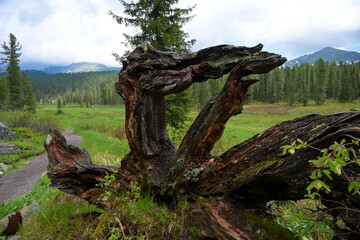 Mountain summer landscape with dense pine trees under low rainy clouds. River, nobody, wildness territory for hiking 