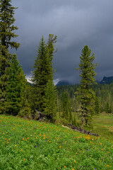 Mountain summer landscape with dense pine trees under low rainy clouds. River, nobody, wildness territory for hiking 
