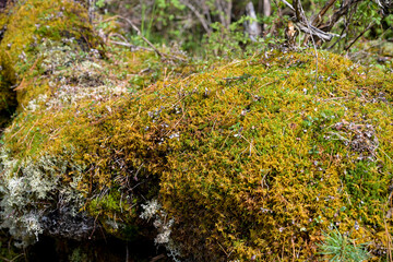 Epiphytic mosses growing on coniferous tree branches in  temperate taiga biome.  Moss growing on branches of coniferous trees in dense Siberian forest. 