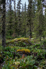 Epiphytic moss and lichen covering branches of coniferous trees in Siberian taiga. Moist, untouched forest ecosystem in Ergaki Nature Park. Concept of biodiversity, botany, and natural microclimate.

