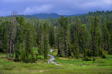 Mountain summer landscape with dense pine trees under low rainy clouds. River, nobody, wildness territory for hiking 