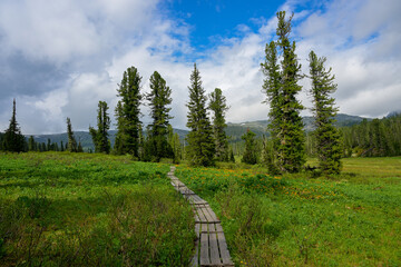 Summer mountain landscape in Ergaki, Siberia, with rolling hills, pine forest, and blooming yellow...