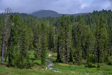 Mountain summer landscape with dense pine trees under low rainy clouds. River, nobody, wildness territory for hiking 