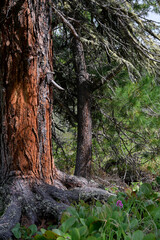 Epiphytic mosses growing on coniferous tree branches in  temperate taiga biome.  Moss growing on branches of coniferous trees in dense Siberian forest. 