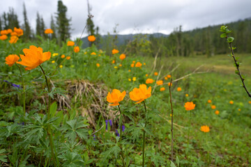 Summer mountain landscape in Ergaki, Siberia, with rolling hills, pine forest, and blooming yellow globeflowers (Trollius). Cloudy skies and untouched nature create a peaceful, ecological scene full o