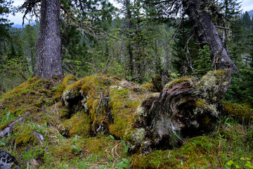 Exposed tree roots in the mountain forest of Ergaki, Siberia. The large surface root systems of...