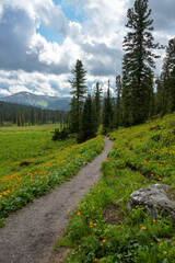 Summer mountain landscape in Ergaki, Siberia, with rolling hills, pine forest, and blooming yellow globeflowers (Trollius). Cloudy skies and untouched nature create a peaceful, ecological scene full o