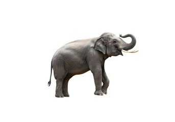 Young Asian Elephant with Trunk Raised isolated on transparent baackground