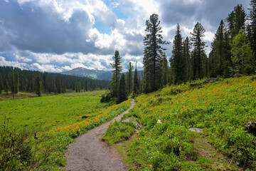 Summer mountain landscape in Ergaki, Siberia, with rolling hills, pine forest, and blooming yellow...