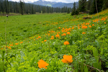 Summer mountain landscape in Ergaki, Siberia, with rolling hills, pine forest, and blooming yellow globeflowers (Trollius). Cloudy skies and untouched nature create a peaceful, ecological scene full o