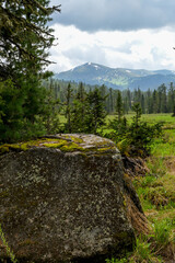 Epiphytic mosses growing on coniferous tree branches in  temperate taiga biome.  Moss growing on branches of coniferous trees in dense Siberian forest. 