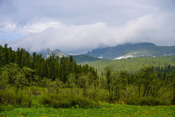 Mountain summer landscape with dense pine trees under low rainy clouds. River, nobody, wildness territory for hiking 