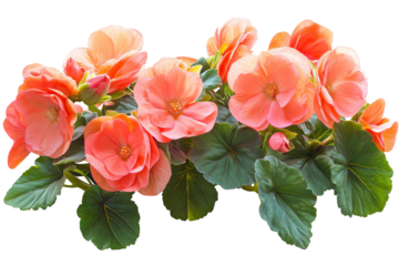 High-resolution pink begonia flower cluster PNG cutout isolated on transparent background for versatile botanical design layouts and floral graphic compositions