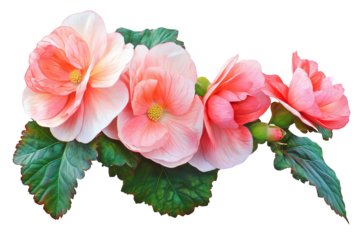 High-resolution pink begonia flower cluster PNG cutout isolated on transparent background for versatile botanical design layouts and floral graphic compositions